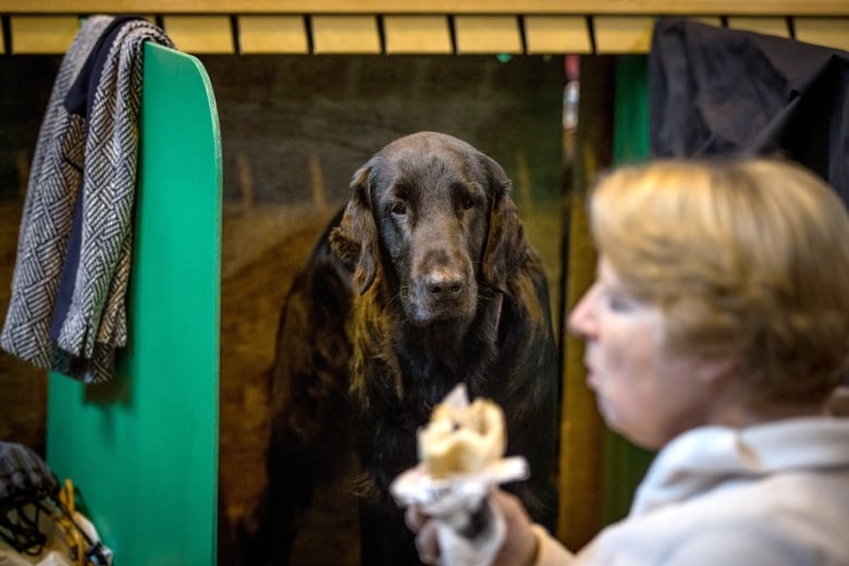 A brown dog that looks like a flat-coated retriever stares longingly at a woman's sandwich.