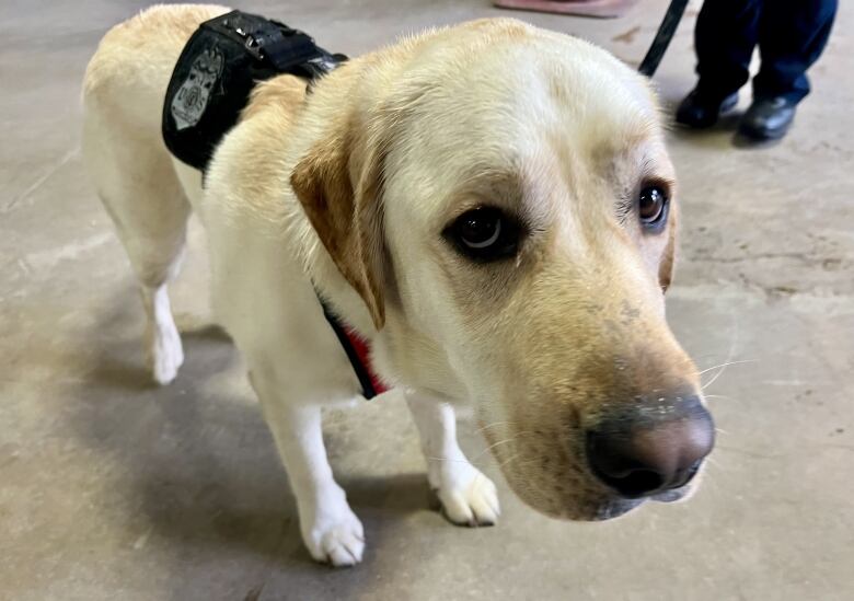 A closeup shows a dog wearing a black vest, looking up at the camera.