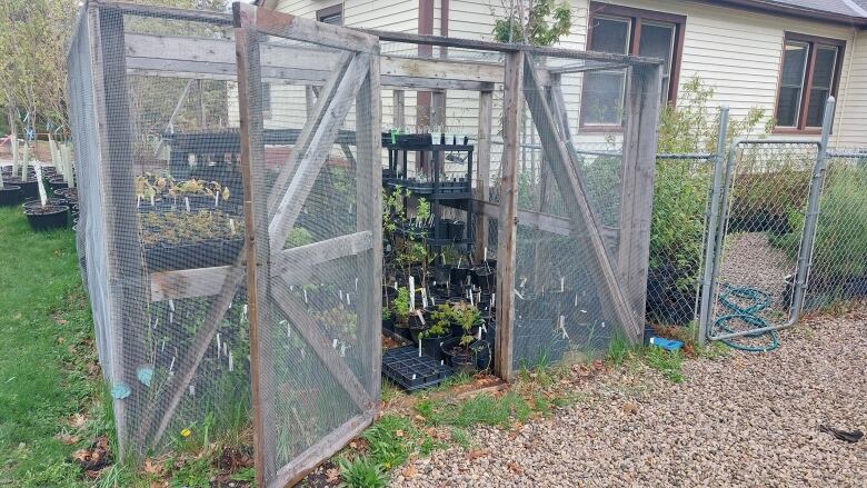 ReForest London's current hoop house holds approximately 500 seedlings. The new building will house about 10,000. 