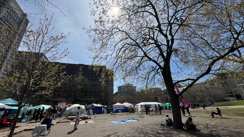 sun shines through trees at an encampment