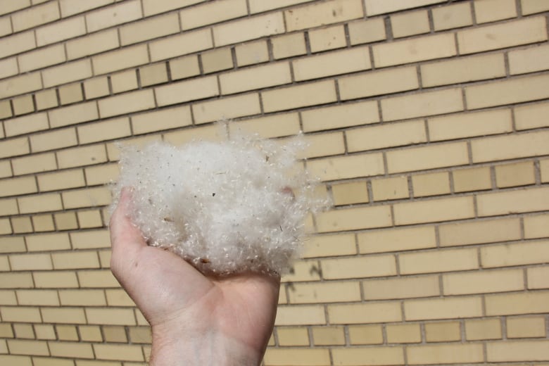 A hand holding a handful of white fluff