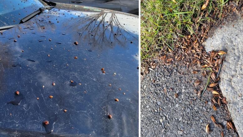 two images, side by side. one image shows the hood of a car with small brown seeds all over it. the other image shows a pile of small brown seeds.