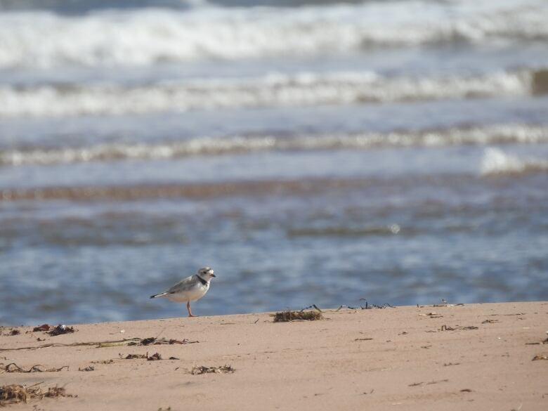 A small grey and white bird on a beach with water in the background 