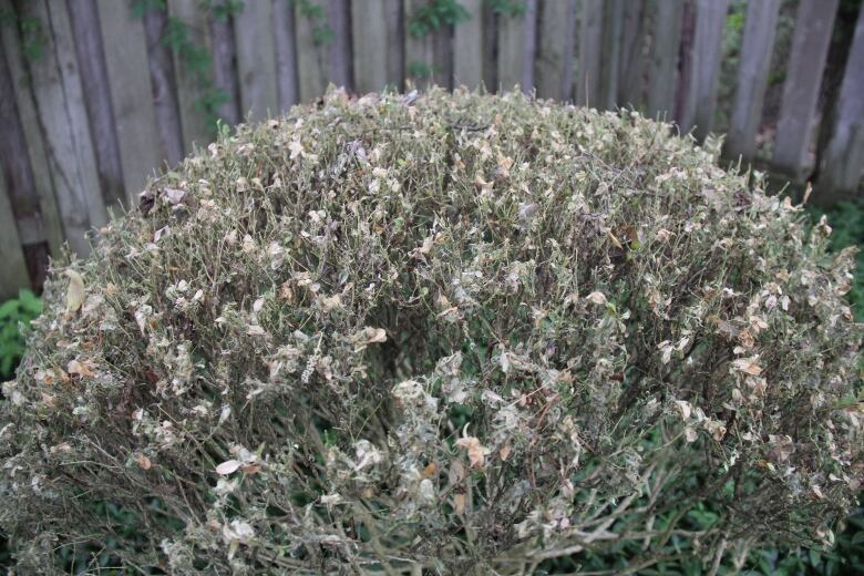 A bush with a white spiderweb-like film