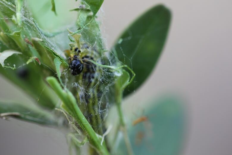 A caterpillar with a white web