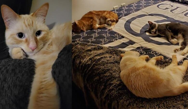 A light-coloured cat with blue eyes next to a picture of the same cat laying on a bed with two other cats sleeping.