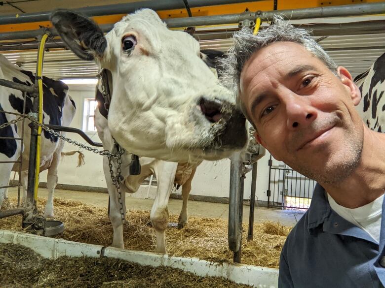 A dairy cow and man smiling in a selfie.