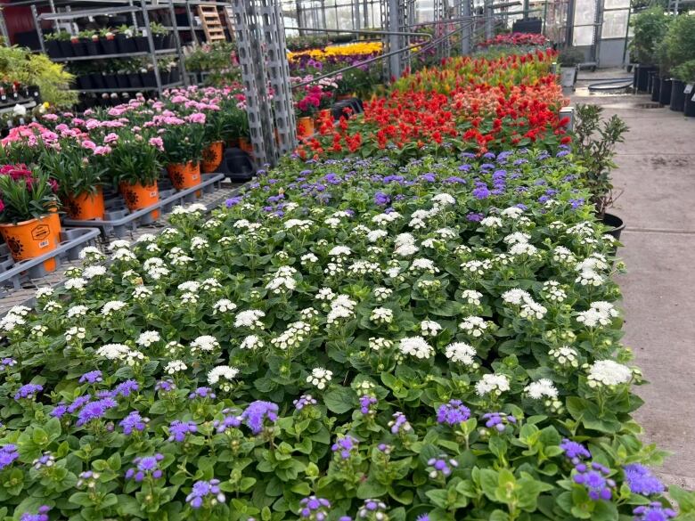 Demand for annual plants has slowed this spring, according to the Cobblestone Garden Centre and the Glow Garden Centre. 