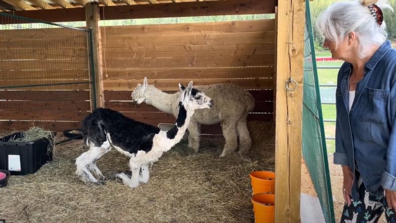 Black and white alpaca in a barn gets up while a fluffy white one watches. 