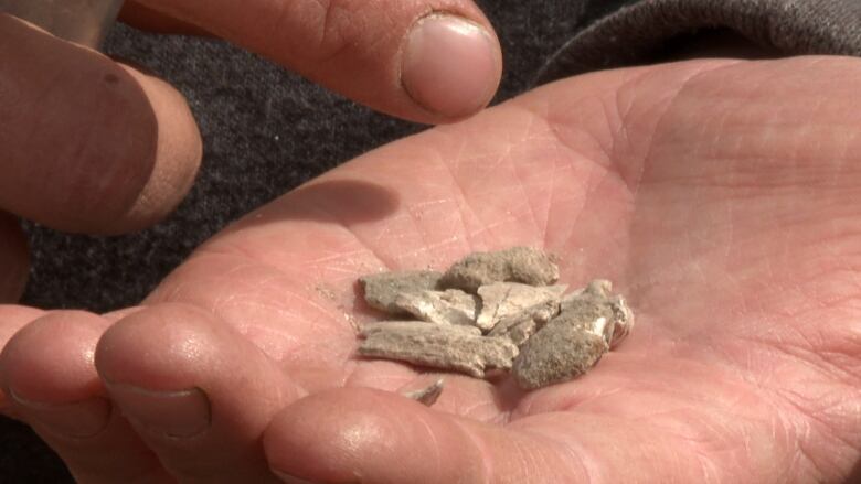 A hand holds pieces of light colored shell. 