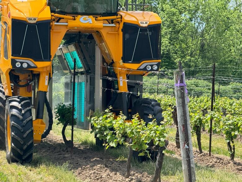 A modified harvester glows with blue UV lights as it sprays hydrogen peroxide mist onto grapevines at Vineland Estates in Lincoln, Ontario. 