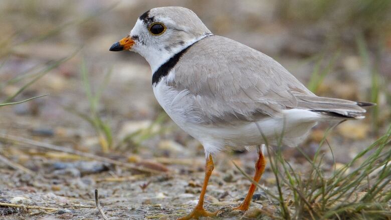 Piping plovers are an endangered shorebird with numbers as low as 50 today, compared to 276 in 1996.