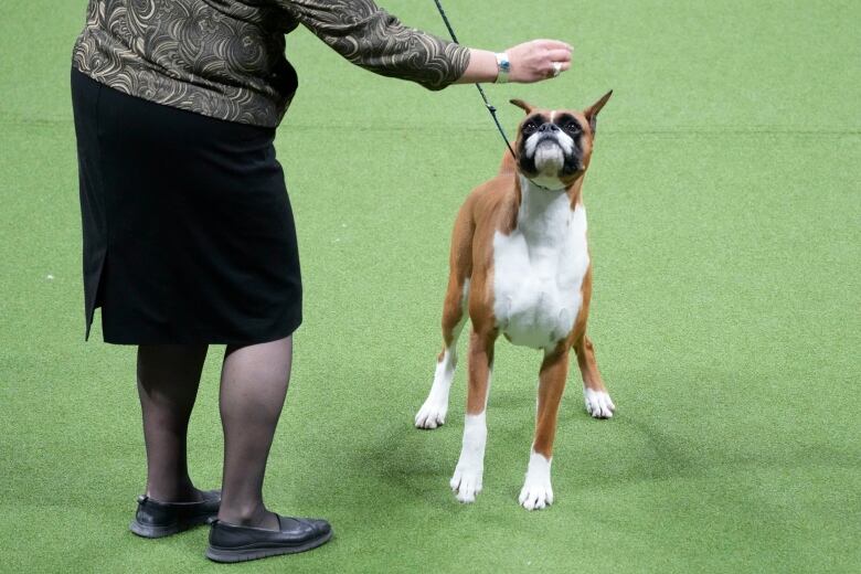 A dog on a leash looks up at the hand of its owner.