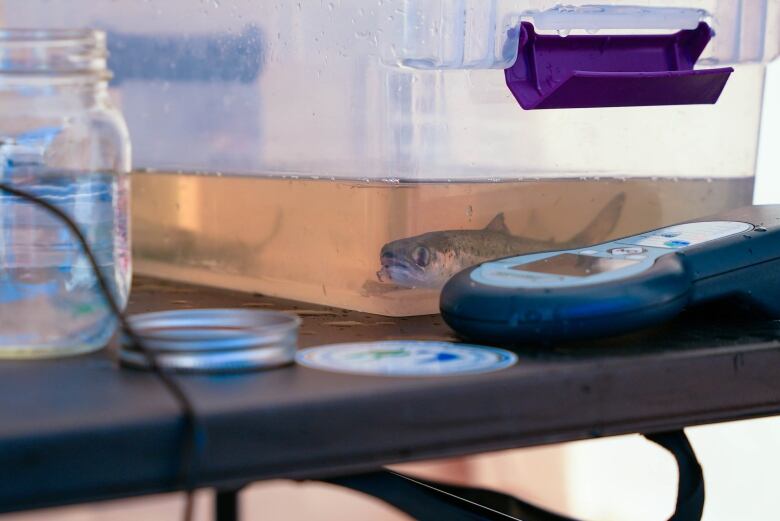 A small clear storage tote is shows on a table with a fish looking toward the camera