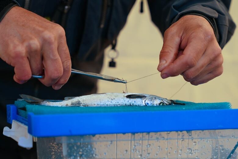 A close-up photo of hands holding tweezers and a small fish being sewn up.