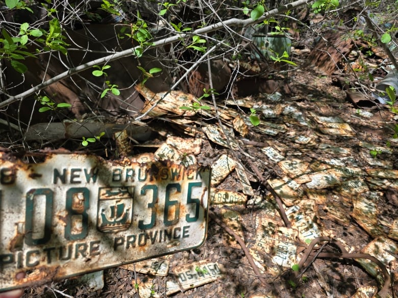 A view of hundreds of green and white rusting license plates on the forest floor with one of them held up to show the tagline 'picture province.'