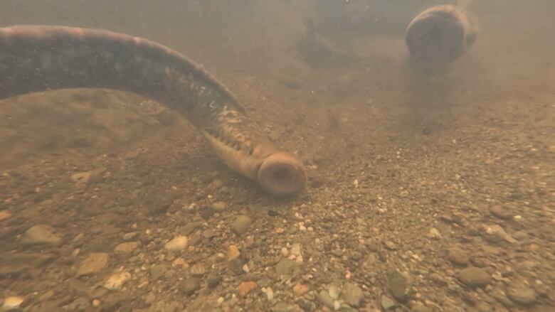 long, cyclindrical tubes with a round mouth at the end full of teeth seen underwater.