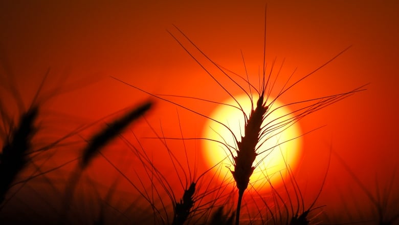 A head of wheat is pictured in a silhouette against an orange and yellow sun and sky.