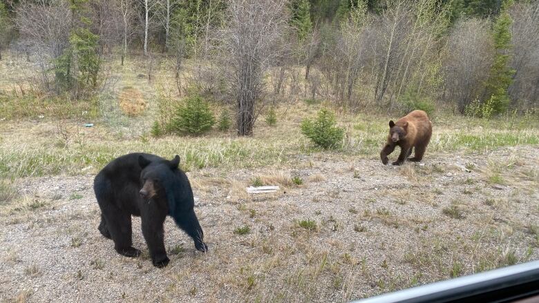 Two bears on the roadside look real hungry.