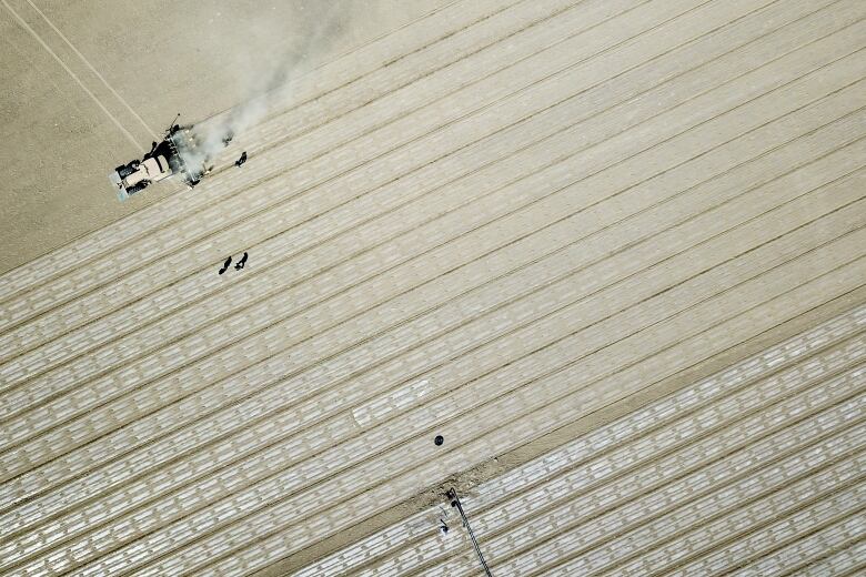 Aerial view of tractor working along vast white cotton field