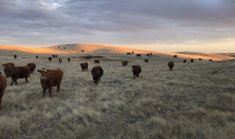 Brad Osadczuk said he's seeing very tight profit margins at his cattle ranch near Jenner, Alberta.