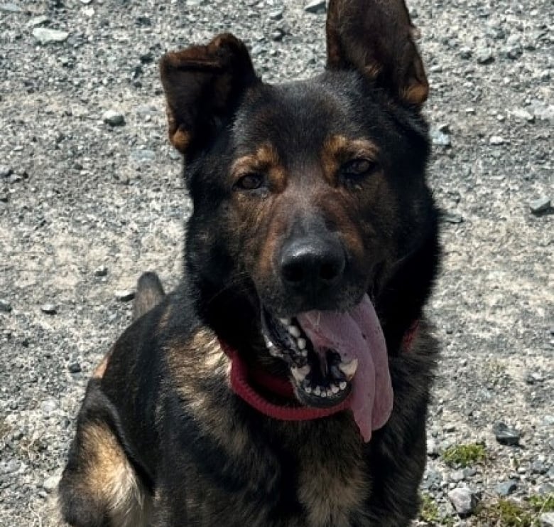 A mostly black German shepherd sits with its large tongue hanging out. 