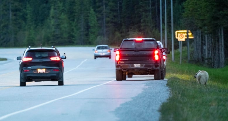 A white grizzly bear is pictured with a car driving past.