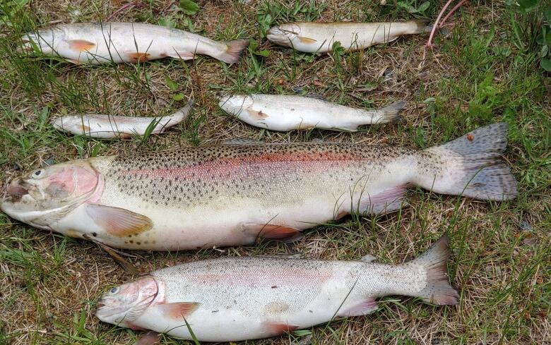 Several dead fish of varying sizes are on the grass. 