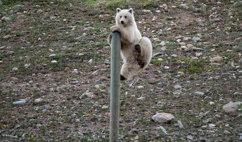 A white-coloured grizzly bear is pictured climbing a fence