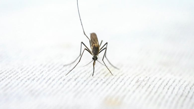 A mosquito that has landed on a piece of white cloth.