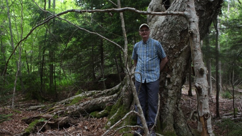 Ron Cousins stands next to a yellow birch that he says naturalists have told him may be the largest in the province. A new connector road threatens this tree and others on his woodlot