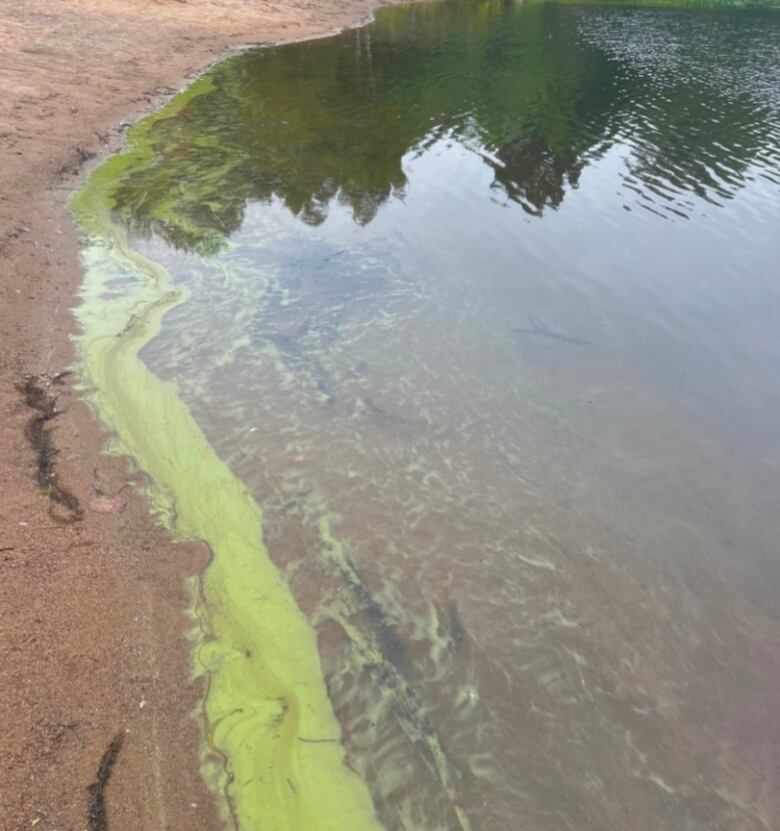 A pond with bright green algae along the shore.