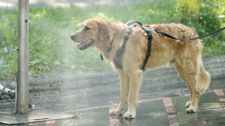 Golden Retriever stands in misting spray on hot day