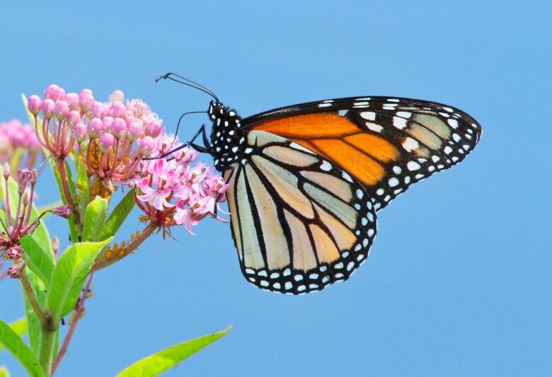 An orange butterfly is perched on some small pink flowers.