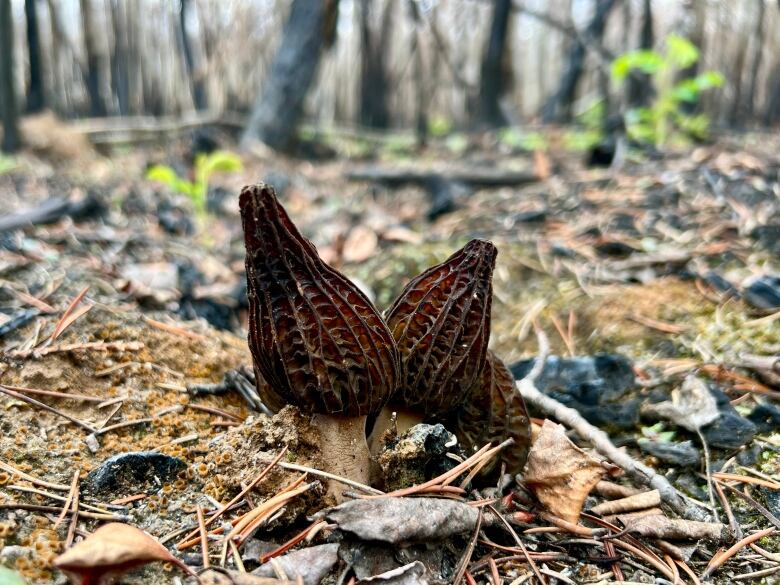 morel mushrooms in the forest.