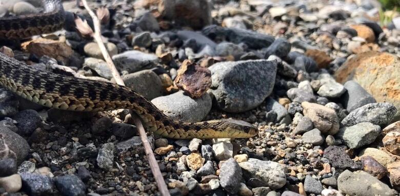 The front portion of a snake is visible in the photo. The snake is on rocky ground.