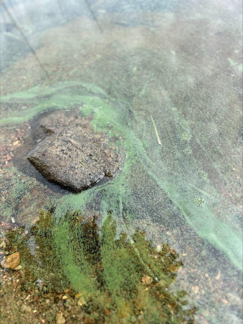 Blue-green algae in a lake with rocks