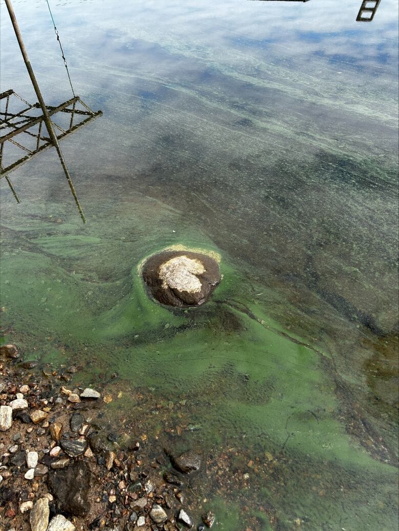 Blue-green algae found in a lake