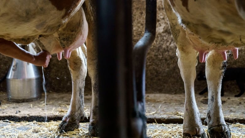 Two cow udders are shown, alongside cow hooves.