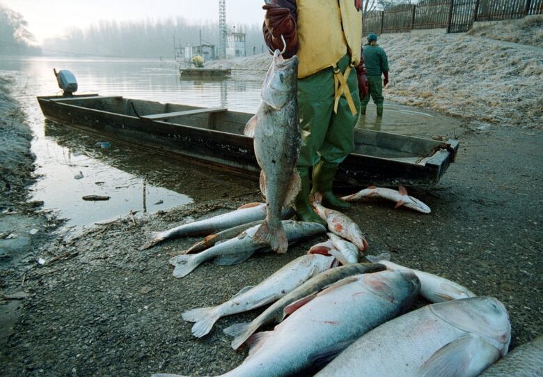 Dead fish in the Tisza River in Romania after a mining-related cyanide spill in 2000. 