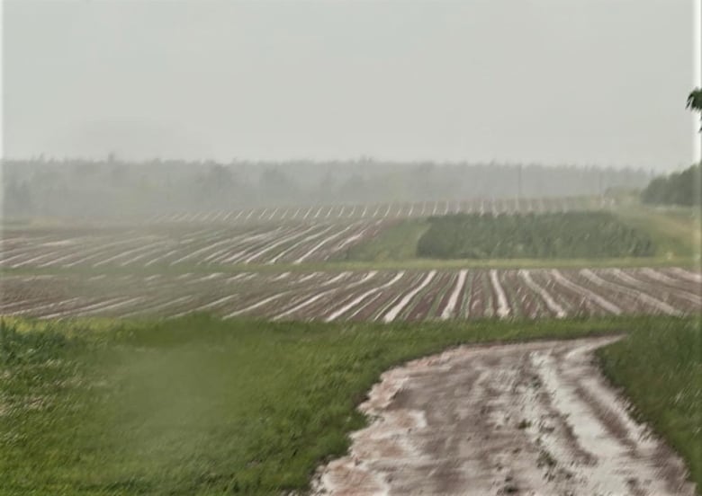 A farm field showing rows filled with water and a misty sky.