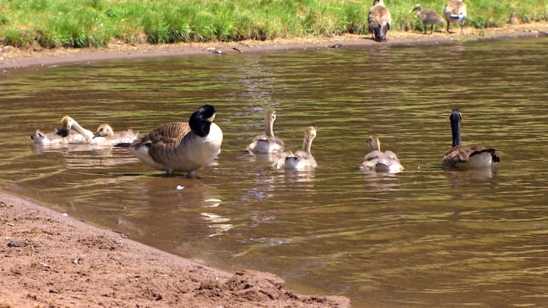 Some geese are shown in the water at Lake Banook in Dartmouth, N.S., on June 14, 2024.