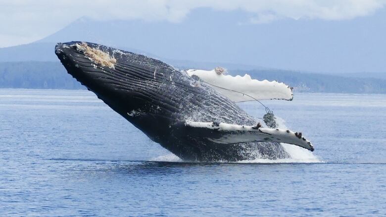 A humpback whale entangled with ropes.