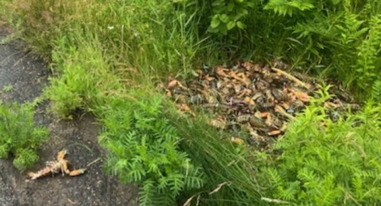 a large pile of lobsters lay in a ditch beside the highway