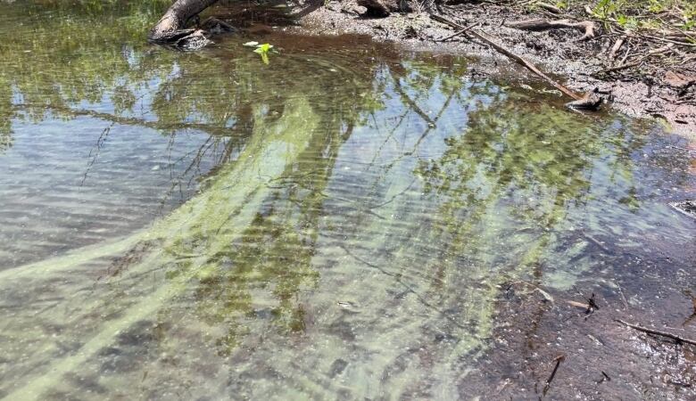 Blue-green algae on the surface of a shallow pond.