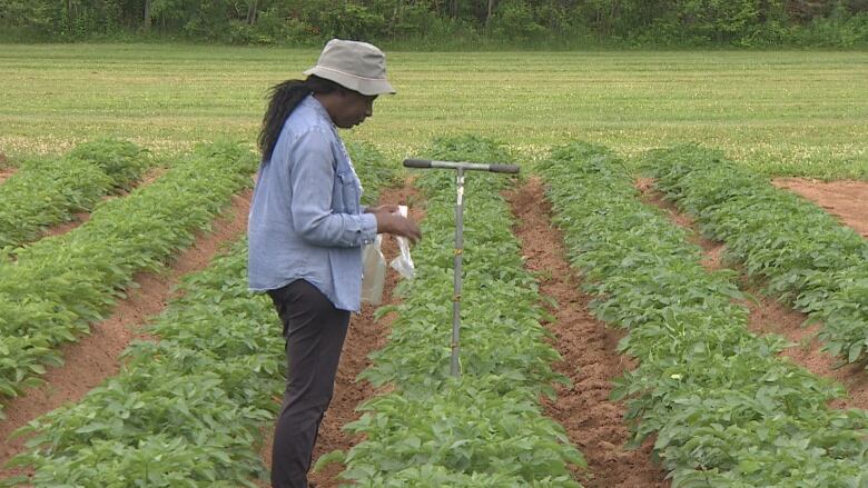 A woman holds a bag of soil in a potato field 