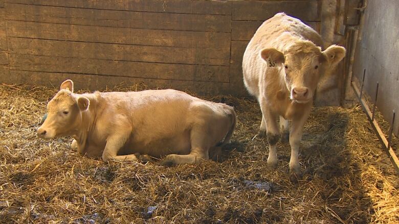 Two cows in a barn 