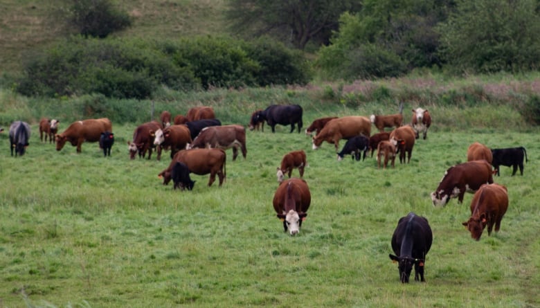 Brown and black cows graze in green field.