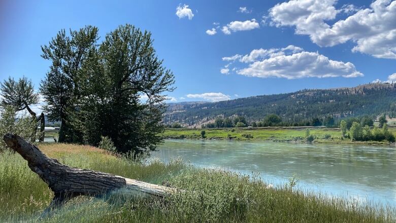 A river with greenery along its banks is seen on a sunny day.