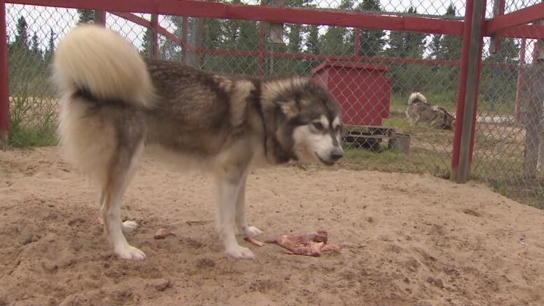 A husky in a kennel looks to the right, as it stands over a piece of meat on sand. 